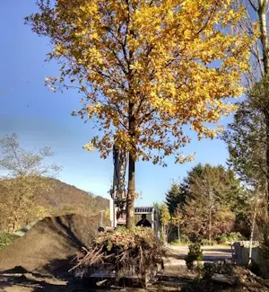 Rodungen, Schmid-Erdbau, Lösungen, Leiblachtal